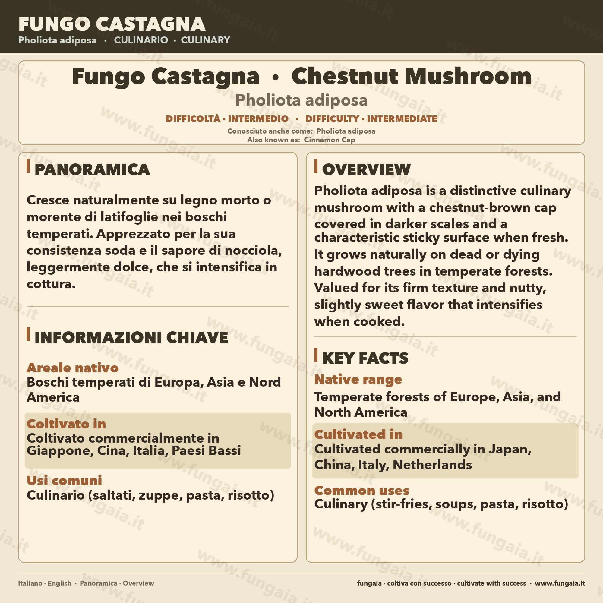 Pholiota adiposa Cultura Liquida 10ml - Fungo Chestnut Gourmet