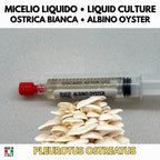 Coltura Liquida Pleurotus Ostreatus Albino 10ml Micelio Vivo Gelone Bianco Kit Funghi Gourmet Made in Italy