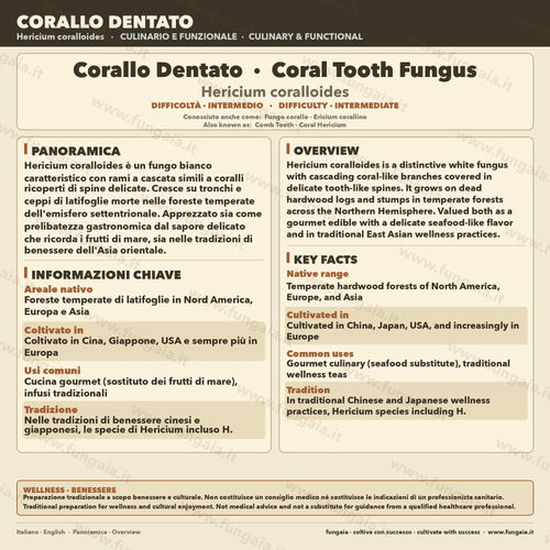 Coltura Liquida Hericium Coralloides 10ml Micelio Vivo Fungo Corallo