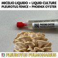 Pleurotus pulmonarius Liquid Culture 10ml – Phoenix Oyster Gourmet Mushroom Mycelium Made in Italy