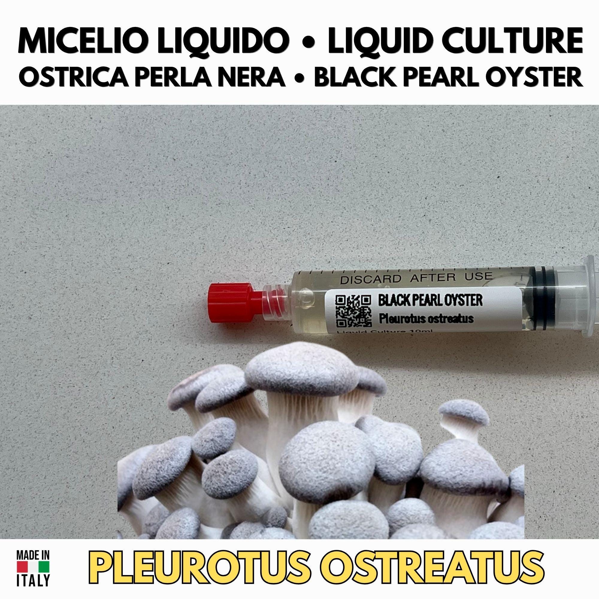 Black Pearl Oyster Micelio Liquido 10ml - Pleurotus ostreatus x eryngii