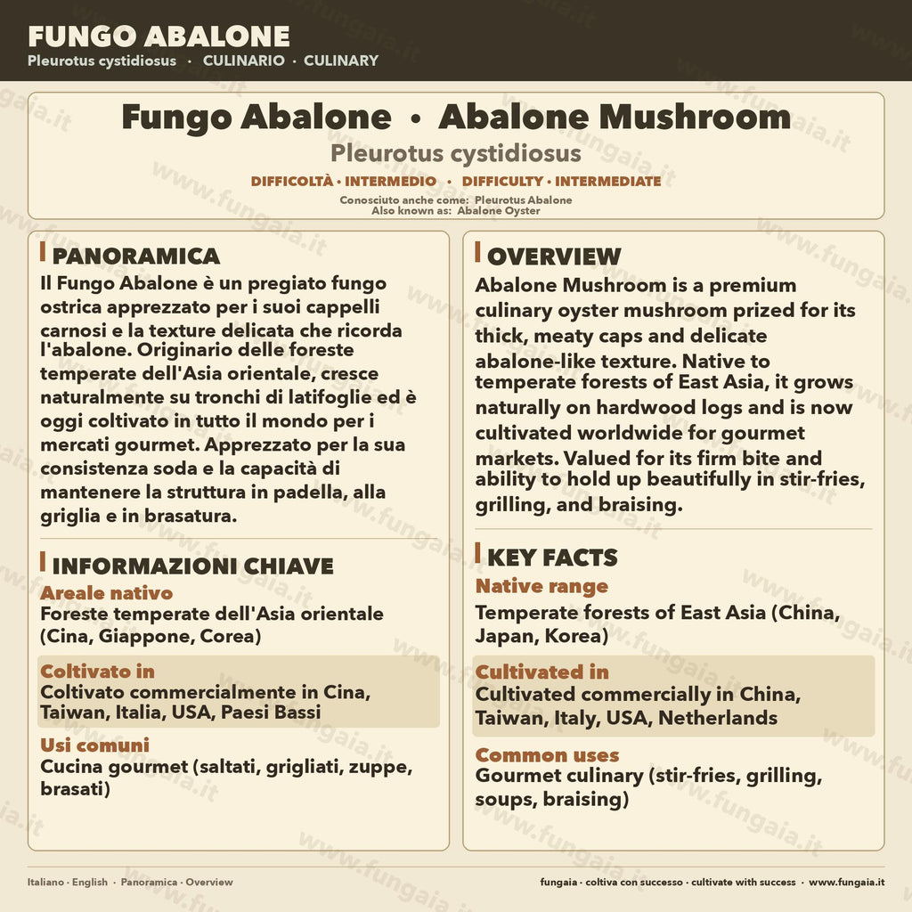 Abalone Mushroom 10ml Liquid Culture Live Mycelium Lab Grade Pleurotus Cystidiosus Professional Inoculum Selected Genetics