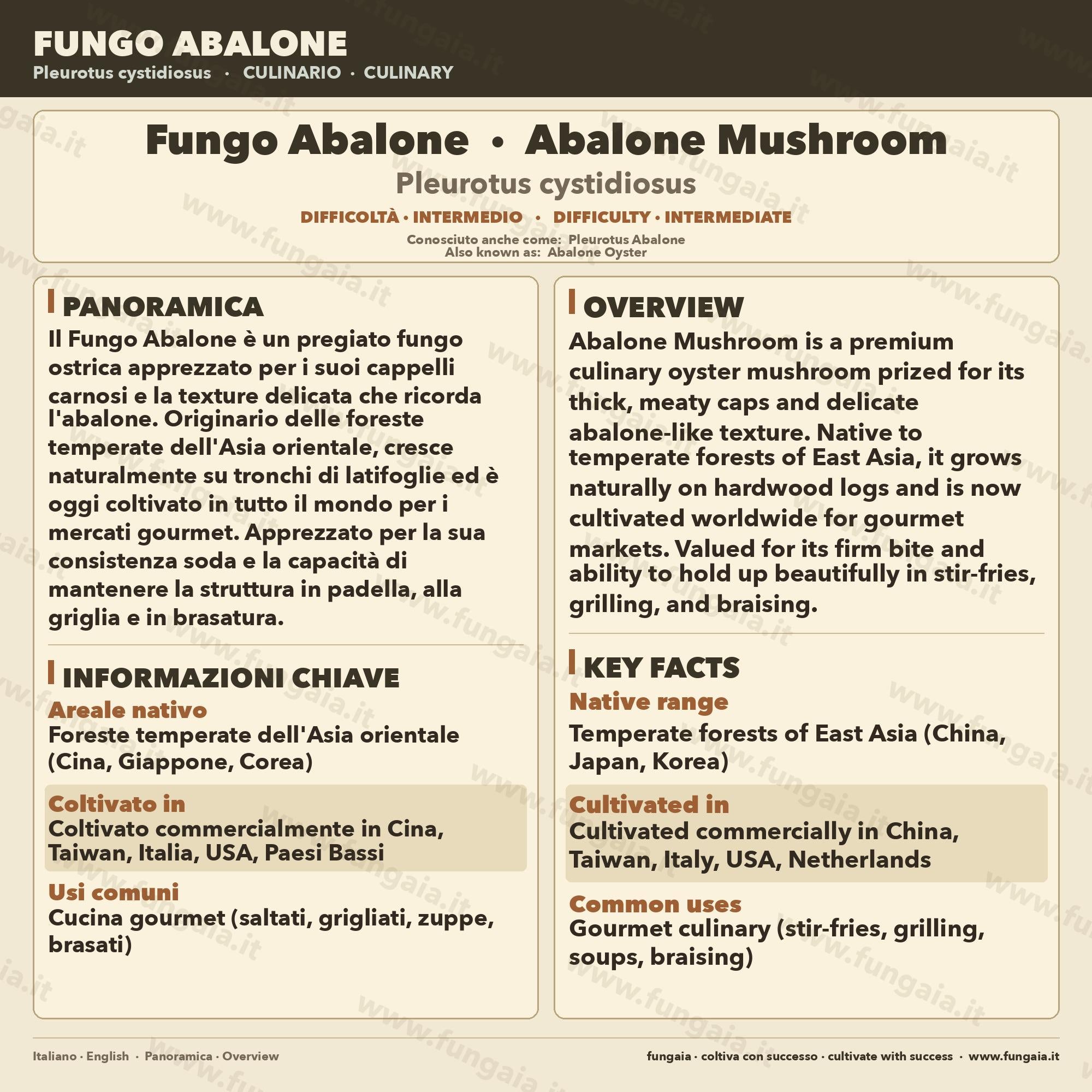 Abalone Mushroom 10ml Liquid Culture Live Mycelium Lab Grade Pleurotus Cystidiosus Professional Inoculum Selected Genetics