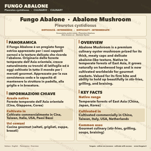 Abalone Mushroom 10ml Liquid Culture Live Mycelium Lab Grade Pleurotus Cystidiosus Professional Inoculum Selected Genetics