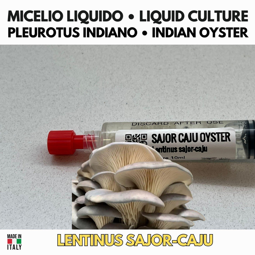 Pleurotus Sajor-Caju 10ml Liquid Culture Live Mycelium Lab Grade Professional Inoculum Selected Genetics
