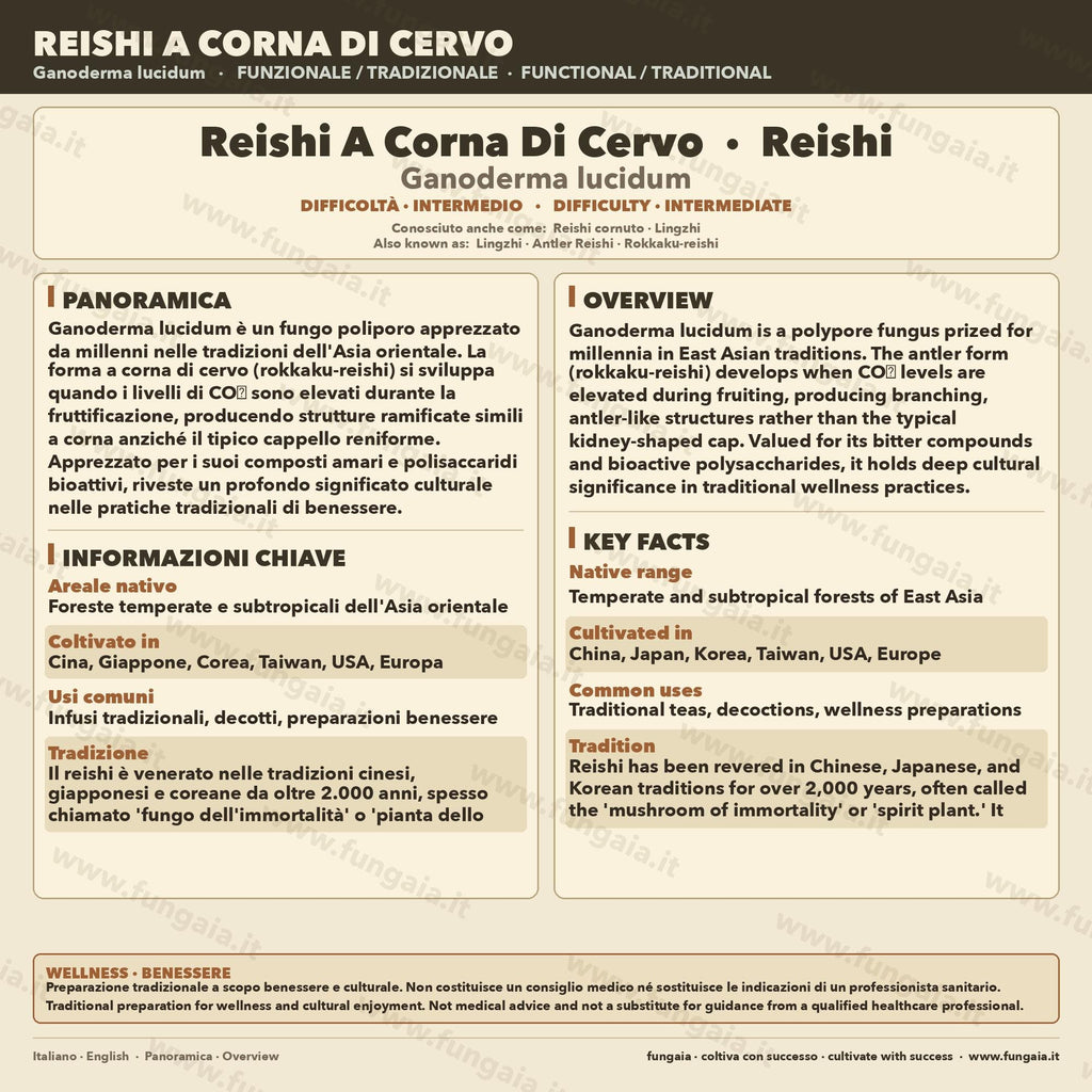 Reishi Cinese Coltura Liquida Ganoderma Lucidum Micelio 10ml