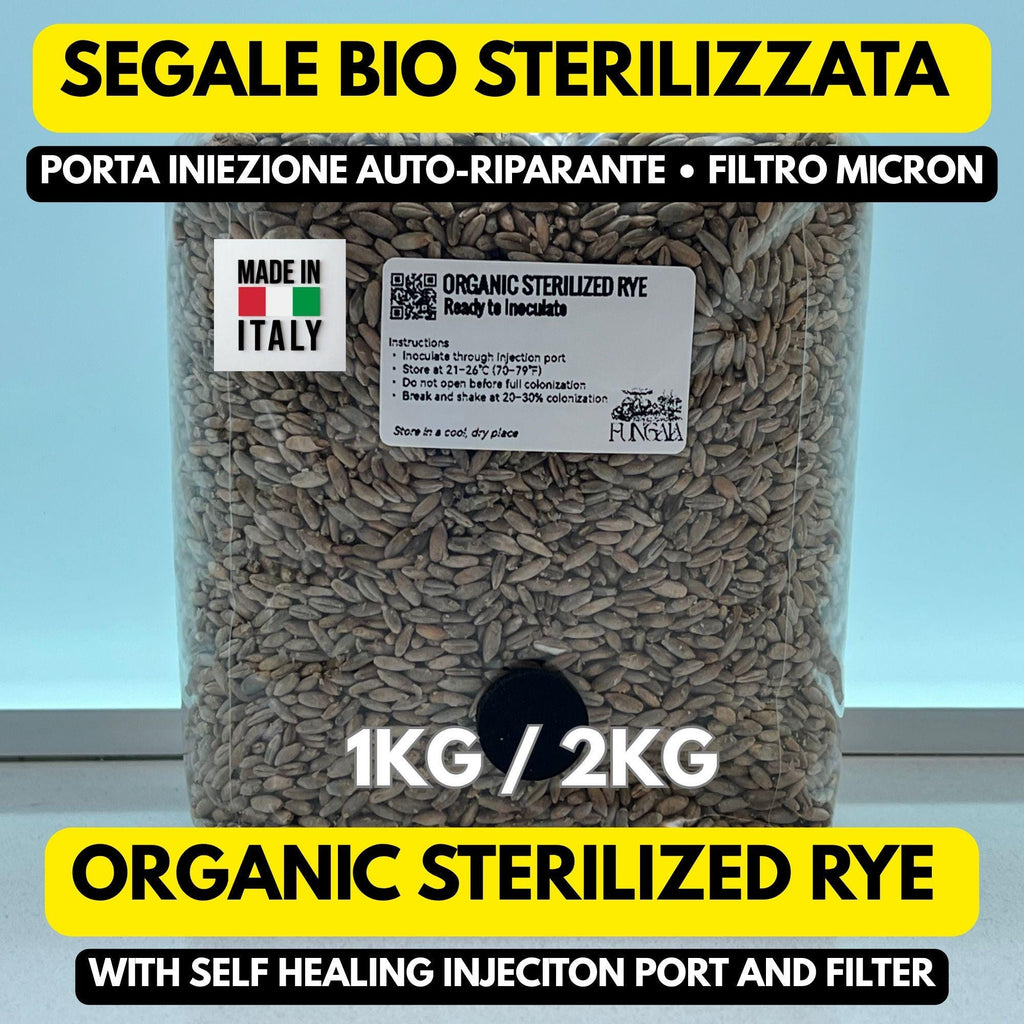 Segale Bio 1kg/2kg Sterilizzata Autoclave • Spawn Funghi Pleurotus Shiitake