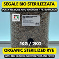 Segale Bio 1kg/2kg Sterilizzata Autoclave • Spawn Funghi Pleurotus Shiitake