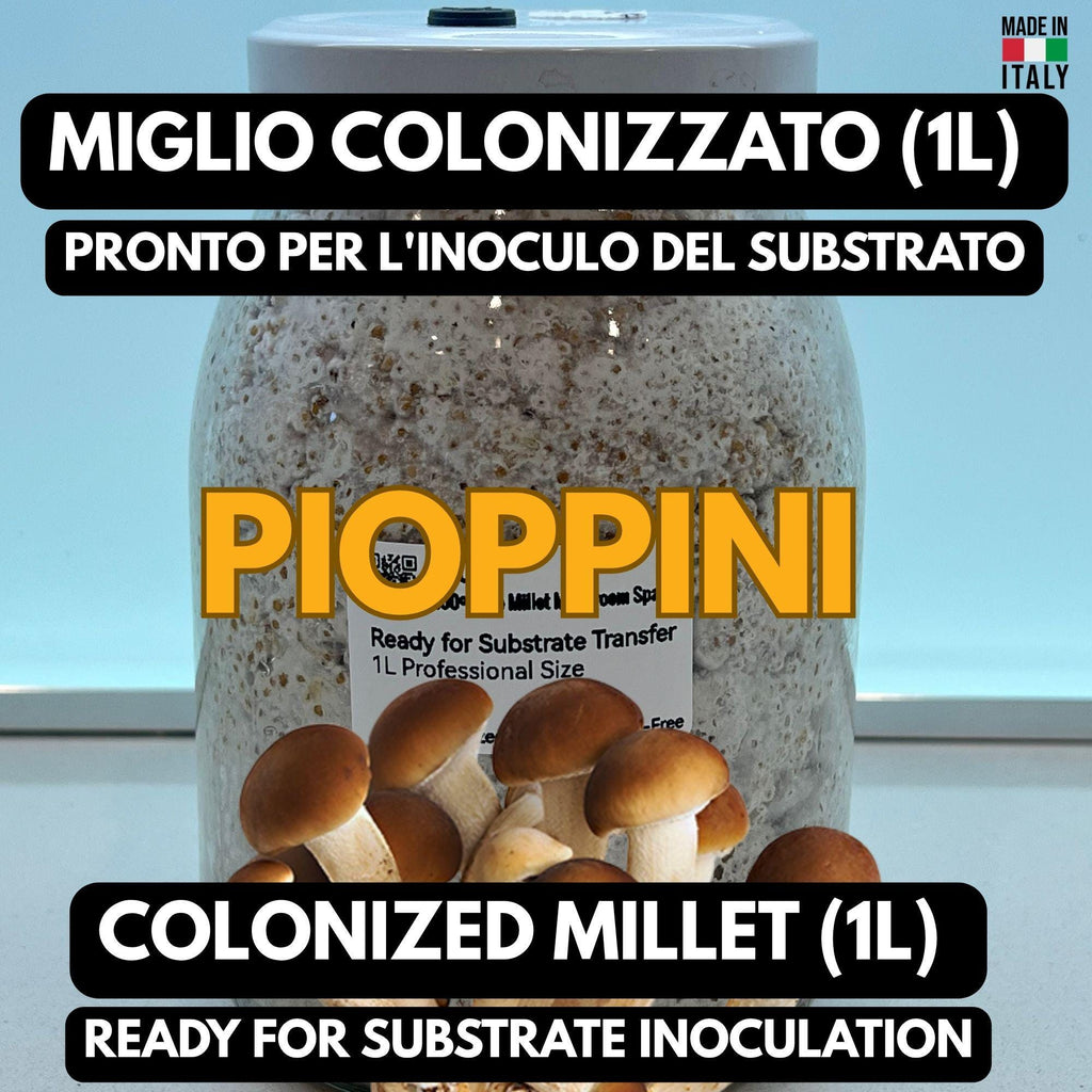 Spawn Pioppino 1L Miglio Bio | Agrocybe aegerita Pronto