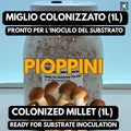 Spawn Pioppino 1L Miglio Bio | Agrocybe aegerita Pronto
