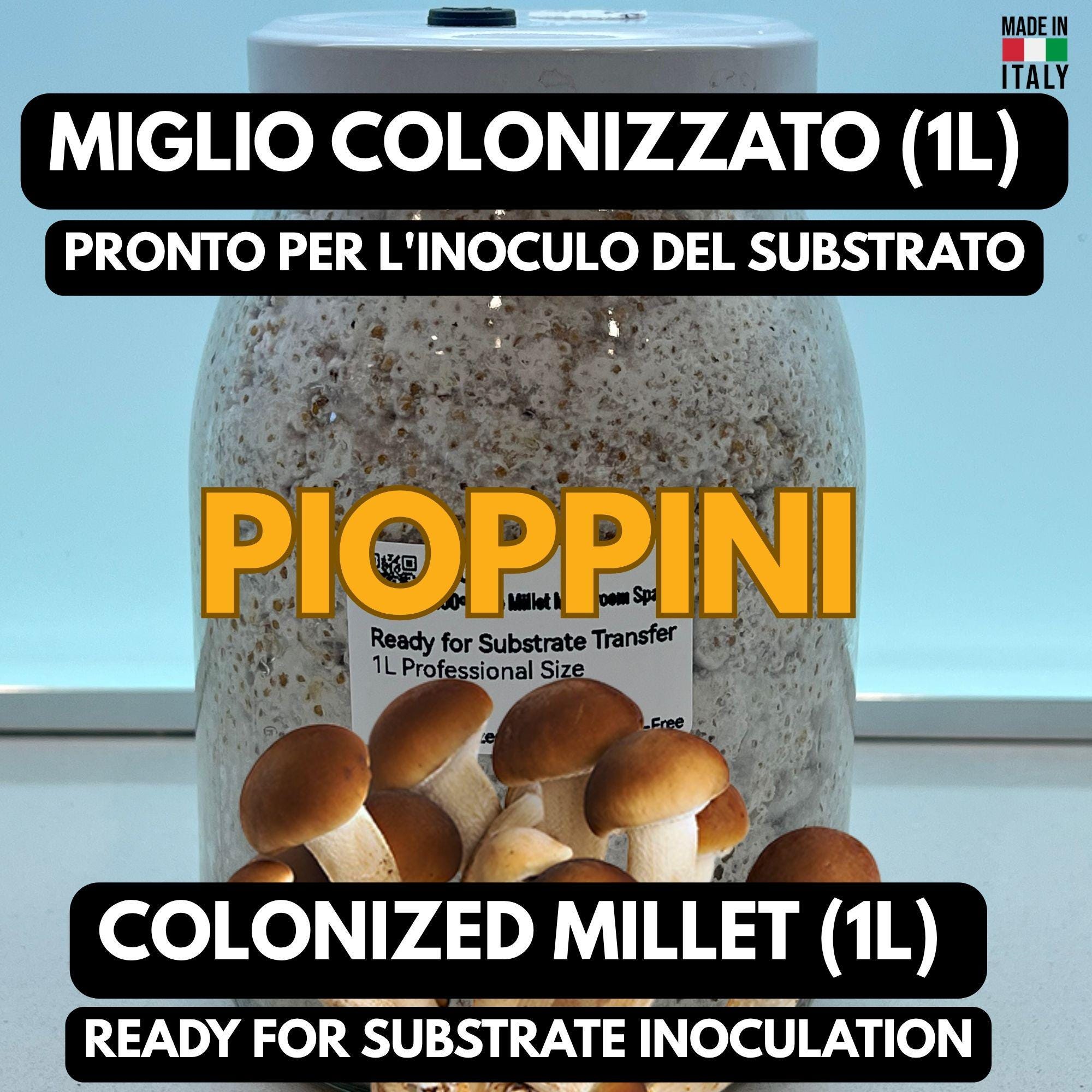 Pioppino Grain Spawn 1L | Agrocybe aegerita | Organic Millet | Autoclavable Jar Filter Injection Port | Ready to Use