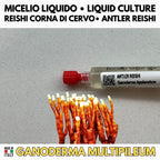 Kit Coltura Funghi Wellness Tradizionali. Wellness Pack 5 Colture Liquide. Lion's Mane | Reishi | Cordyceps | Turkey Tail