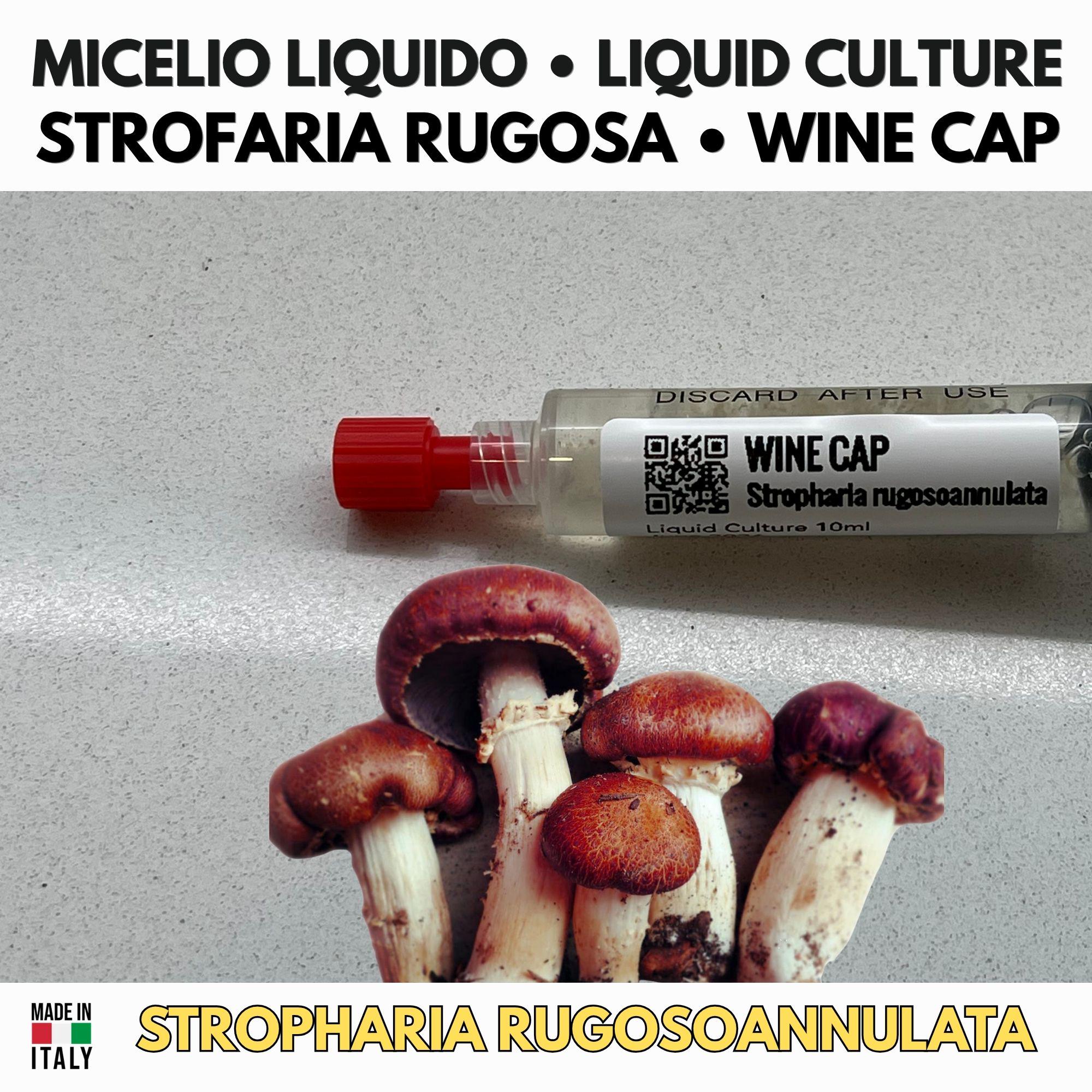 Coltura Liquida Funghi Estivi – Summer Pack 5 LC | Pink Oyster Golden Oyster Wine Cap Enoki | Kit Coltivazione Funghi Stagionali
