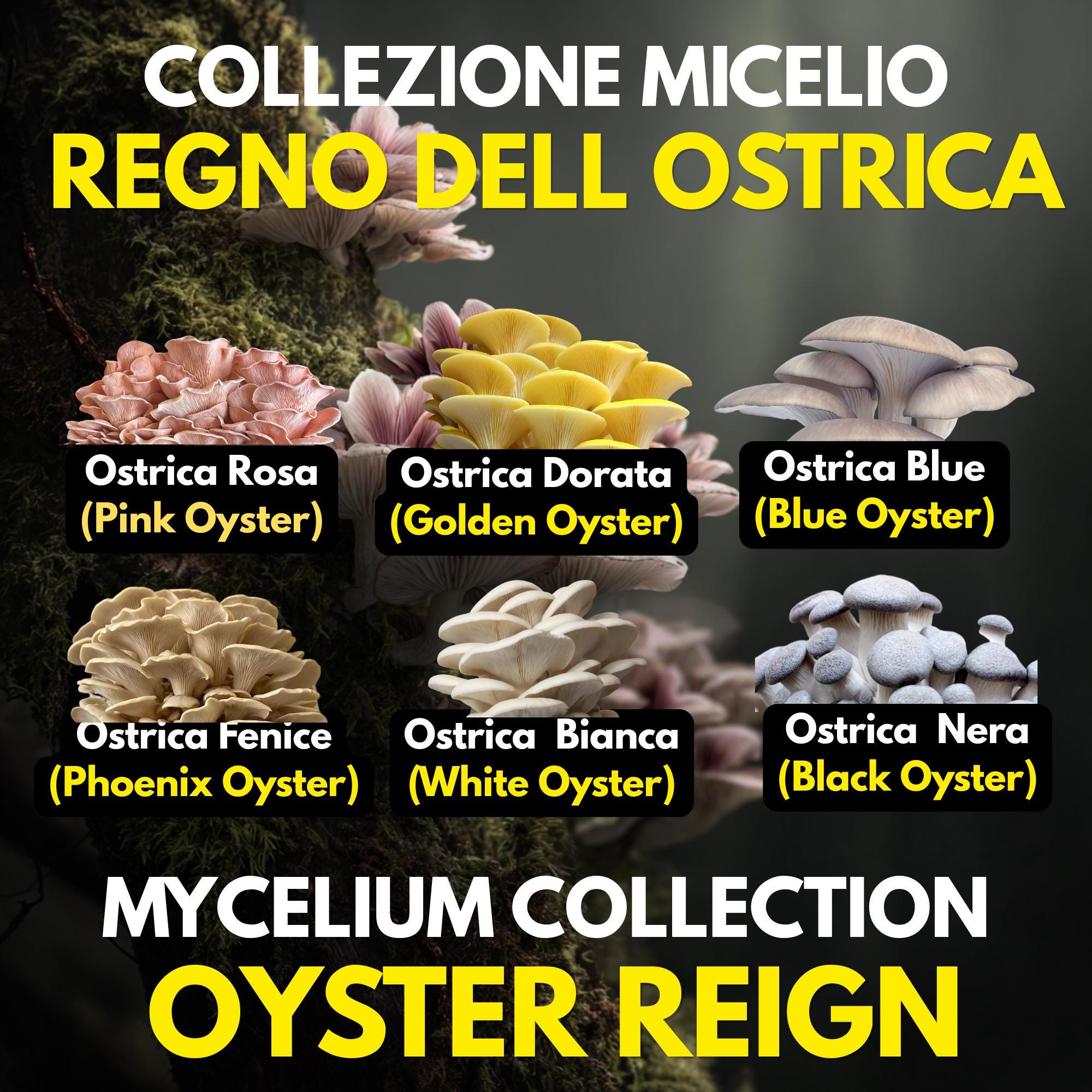 Regno Ostrica – 6 Colture Liquide | Blue Pink Golden Phoenix White Black Oyster | Bundle Pleurotus Coltivazione Funghi