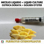 Regno Ostrica – 6 Colture Liquide | Blue Pink Golden Phoenix White Black Oyster | Bundle Pleurotus Coltivazione Funghi
