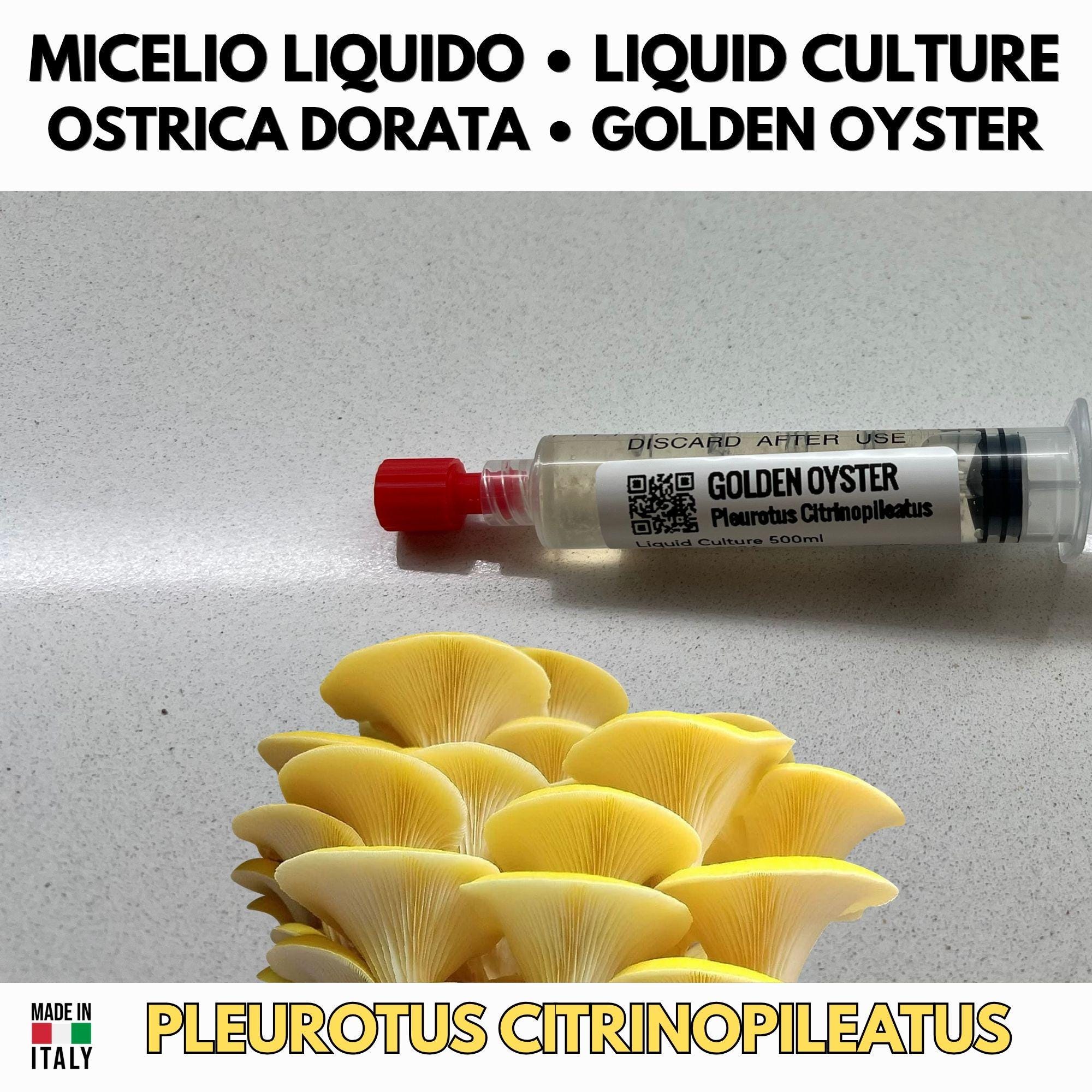Regno Ostrica – 6 Colture Liquide | Blue Pink Golden Phoenix White Black Oyster | Bundle Pleurotus Coltivazione Funghi