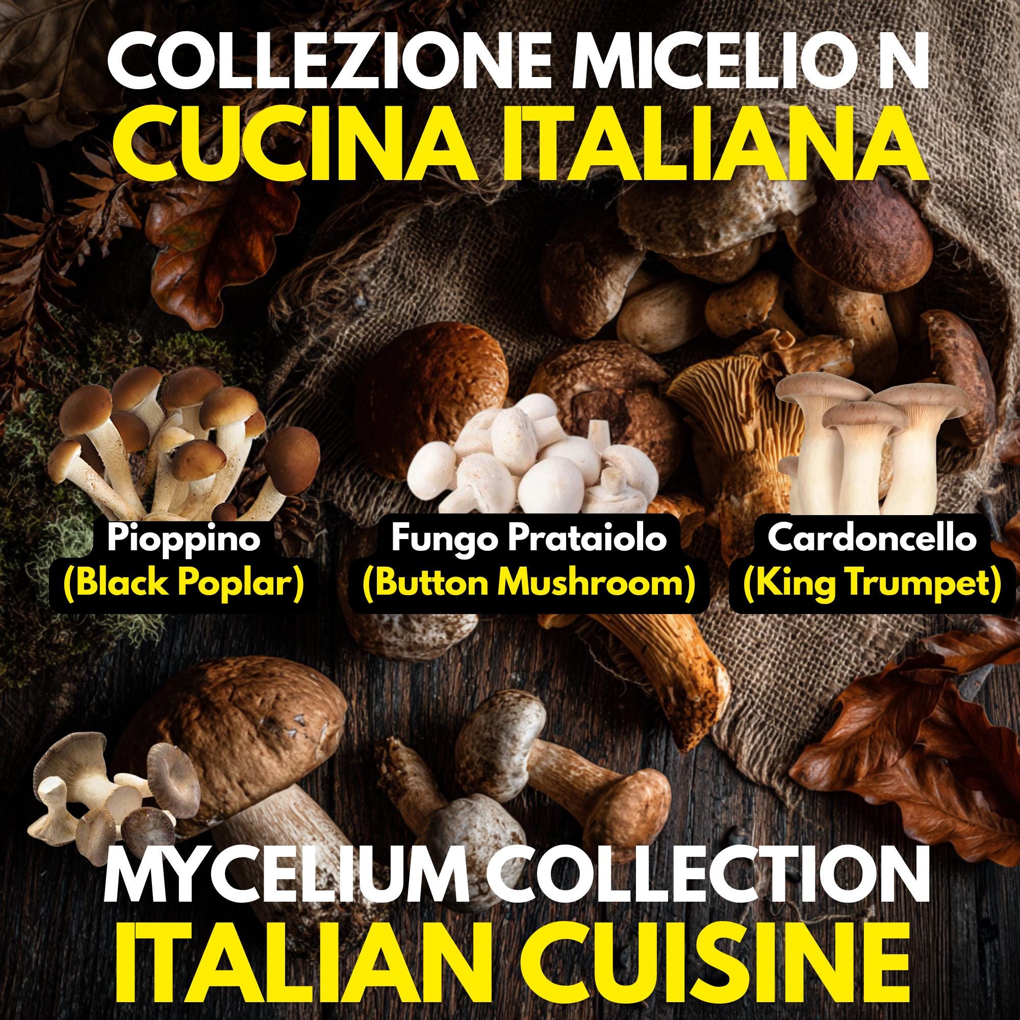 Italian Cuisine Collection – 3 Colture Liquide | Champignon Pioppino Cardoncello | Bundle Funghi Tradizione Italiana