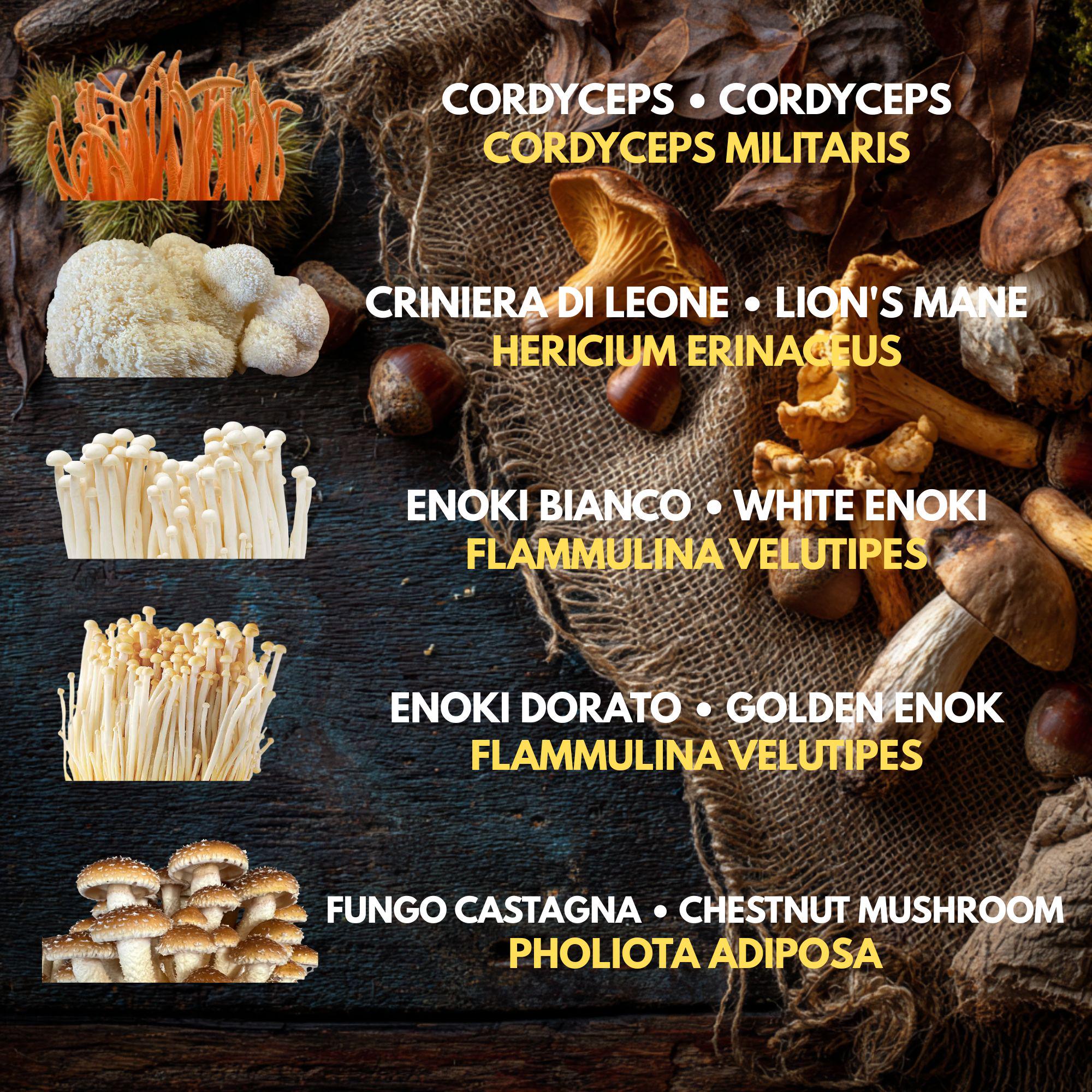 Bundle 5 Colture Liquide | 50+ Varietà Funghi Gourmet | Micelio Premium