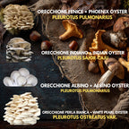 Bundle 5 Colture Liquide | 50+ Varietà Funghi Gourmet | Micelio Premium