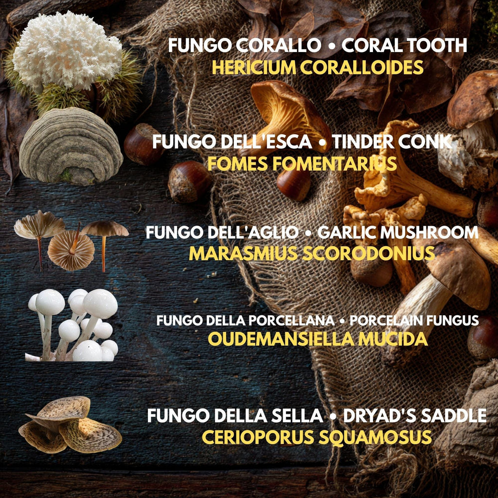 Bundle 10 Colture Liquide | Oltre 50 Varietà Funghi Gourmet