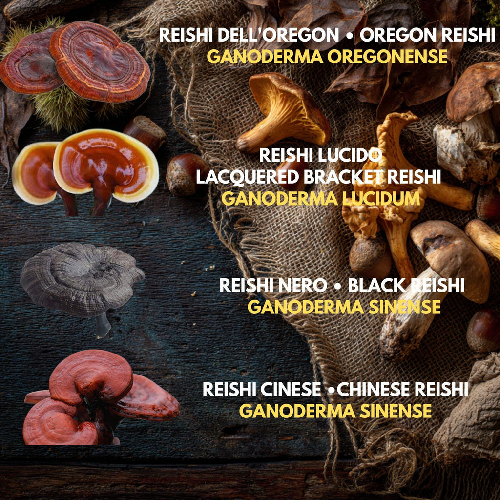 Bundle 5 Colture Liquide | 50+ Varietà Funghi Gourmet | Micelio Premium