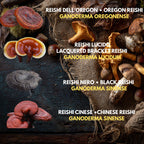 Bundle 10 Colture Liquide | Oltre 50 Varietà Funghi Gourmet