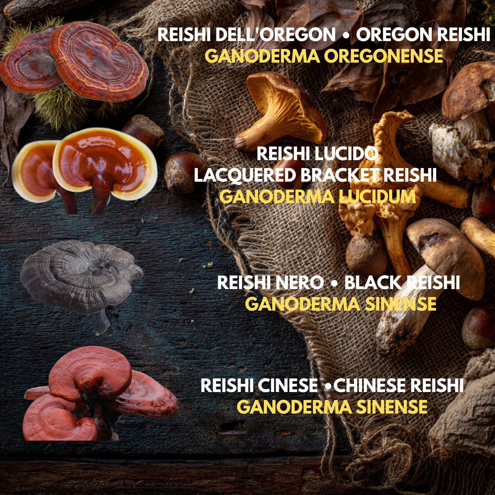Bundle 10 Colture Liquide | Oltre 50 Varietà Funghi Gourmet