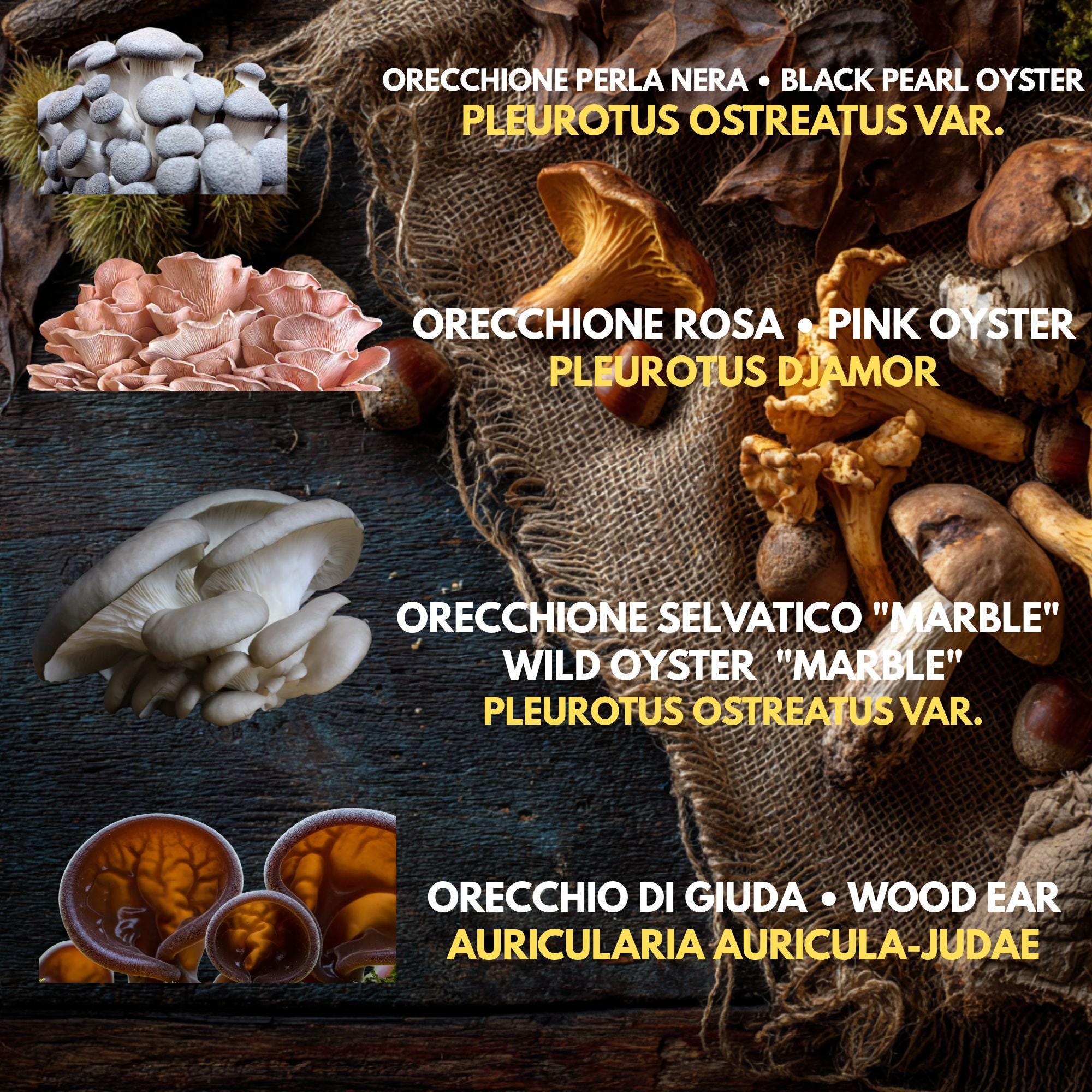 Bundle 5 Colture Liquide | 50+ Varietà Funghi Gourmet | Micelio Premium
