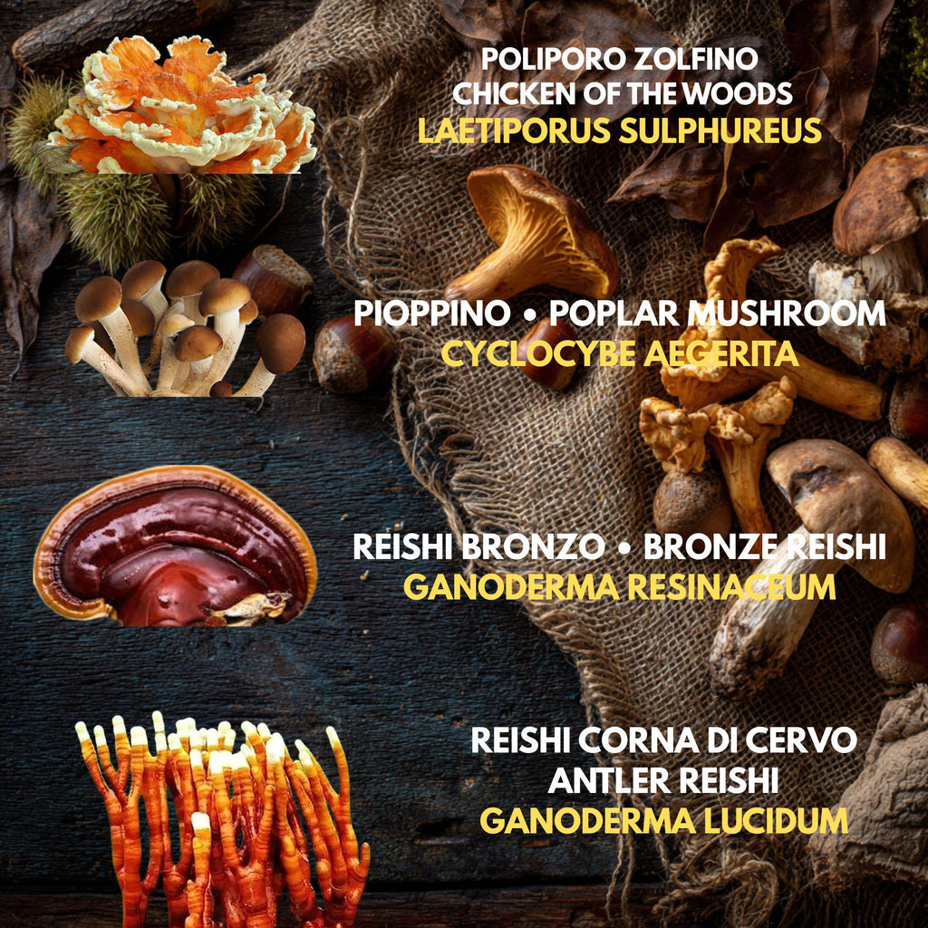 Bundle 5 Colture Liquide | 50+ Varietà Funghi Gourmet | Micelio Premium