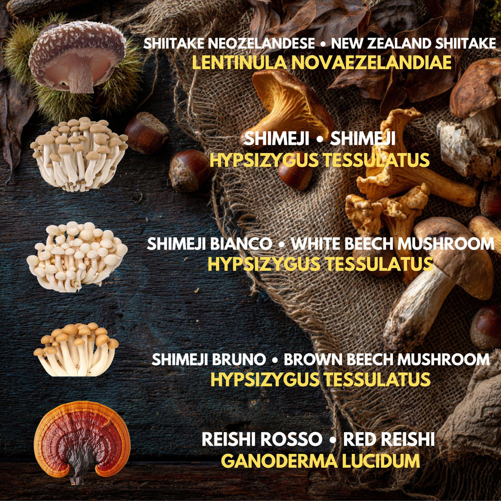 Bundle 5 Colture Liquide | 50+ Varietà Funghi Gourmet | Micelio Premium