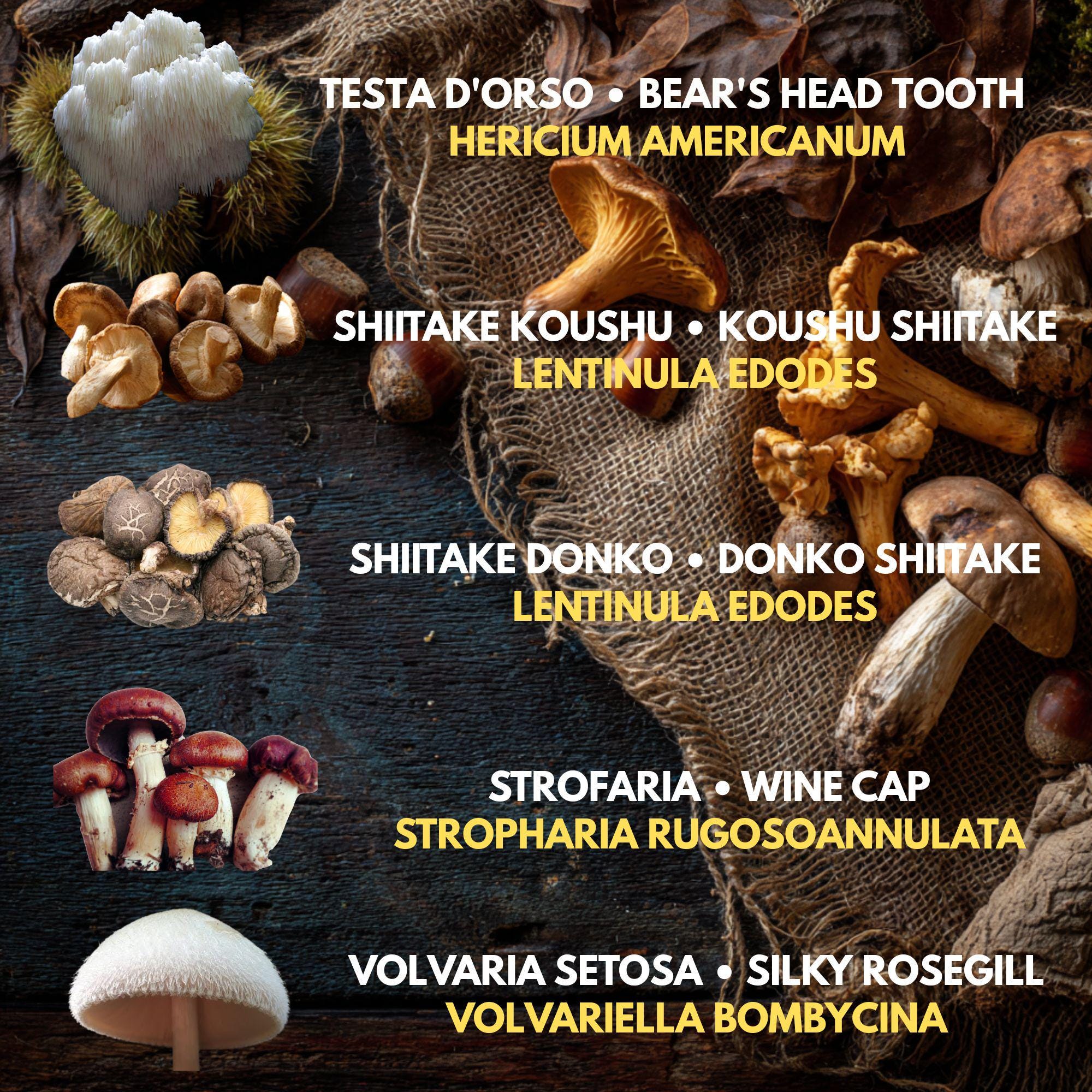 Bundle 5 Colture Liquide | 50+ Varietà Funghi Gourmet | Micelio Premium