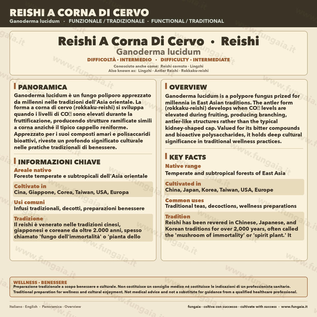 Coltura Liquida Reishi Rosso | Ganoderma lucidum Premium