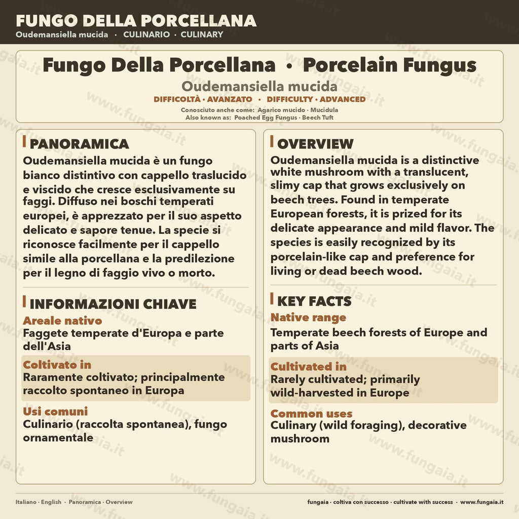 Coltura Liquida Oudemansiella mucida • Fungo Porcellana Gourmet