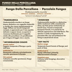 Coltura Liquida Oudemansiella mucida • Fungo Porcellana Gourmet