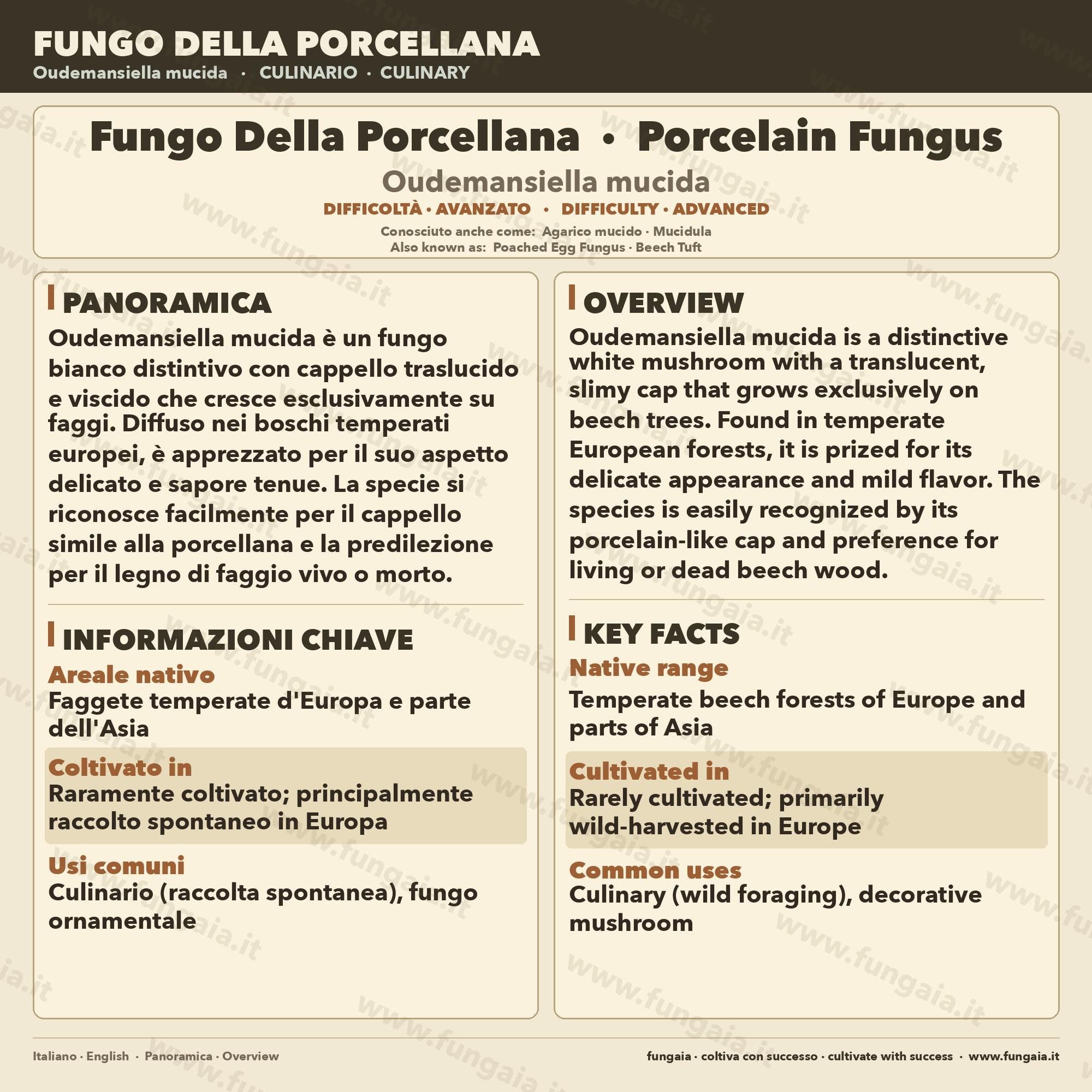 Coltura Liquida Oudemansiella mucida • Fungo Porcellana Gourmet