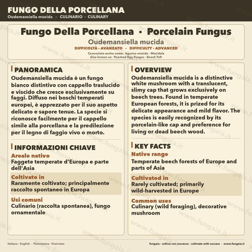 Coltura Liquida Oudemansiella mucida • Fungo Porcellana Gourmet