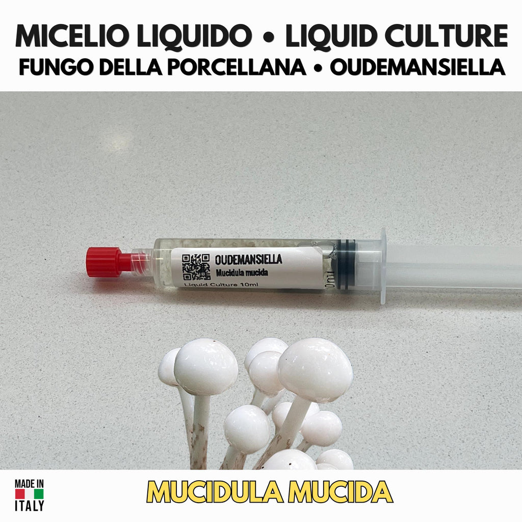 Coltura Liquida Oudemansiella mucida • Fungo Porcellana Gourmet
