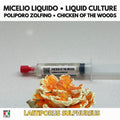 Laetiporus sulphureus Coltura Liquida • Poliporo Zolfino
