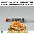 Laetiporus sulphureus Coltura Liquida • Poliporo Zolfino
