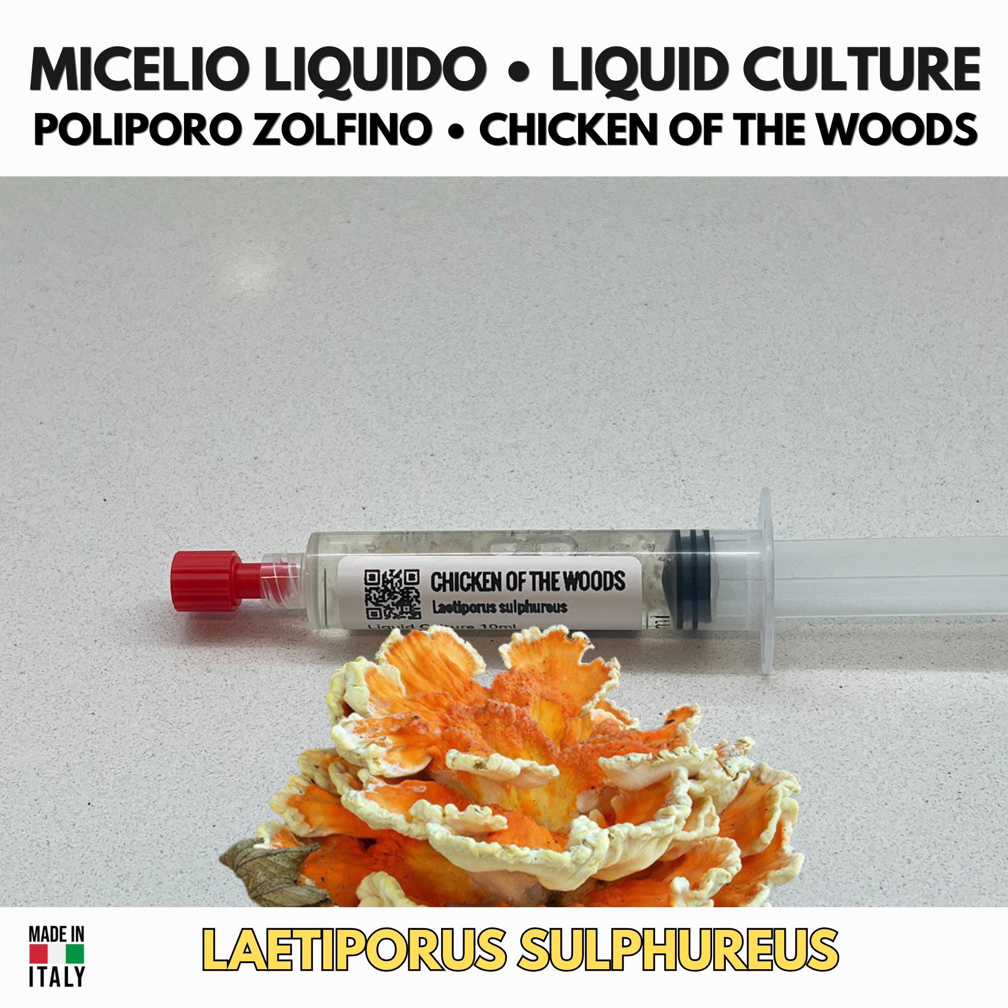 Laetiporus sulphureus Coltura Liquida • Poliporo Zolfino