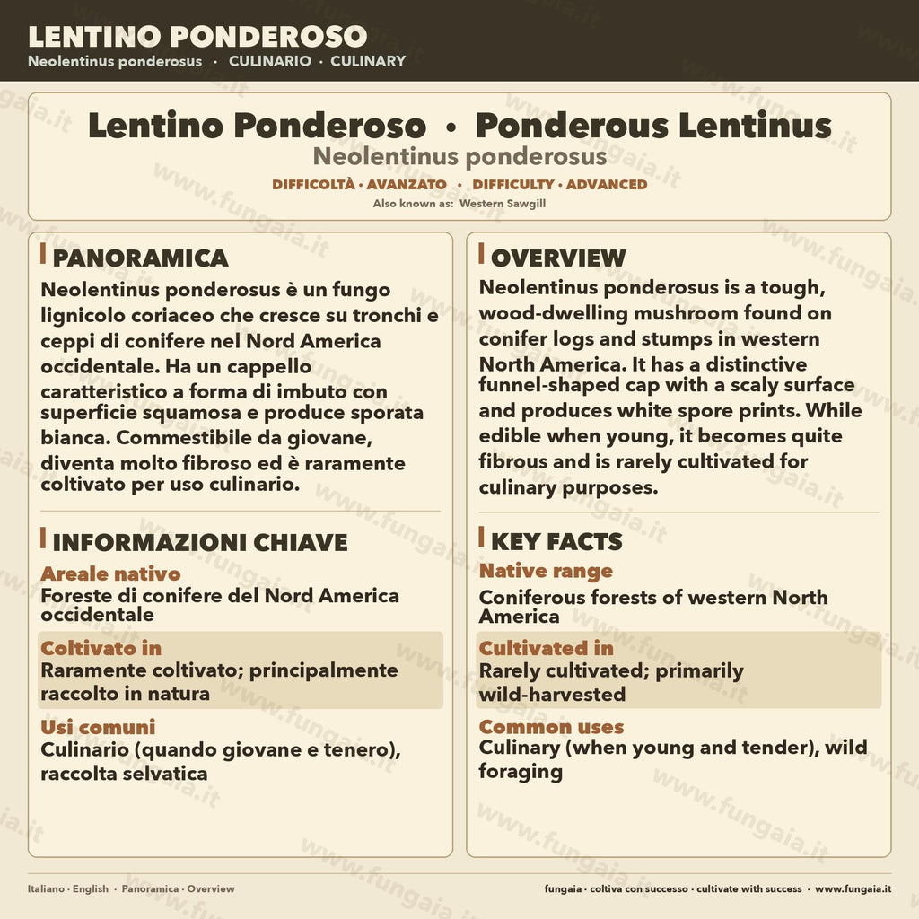 Neolentinus ponderosus Coltura Liquida Micelio Fungo Raro Gourmet