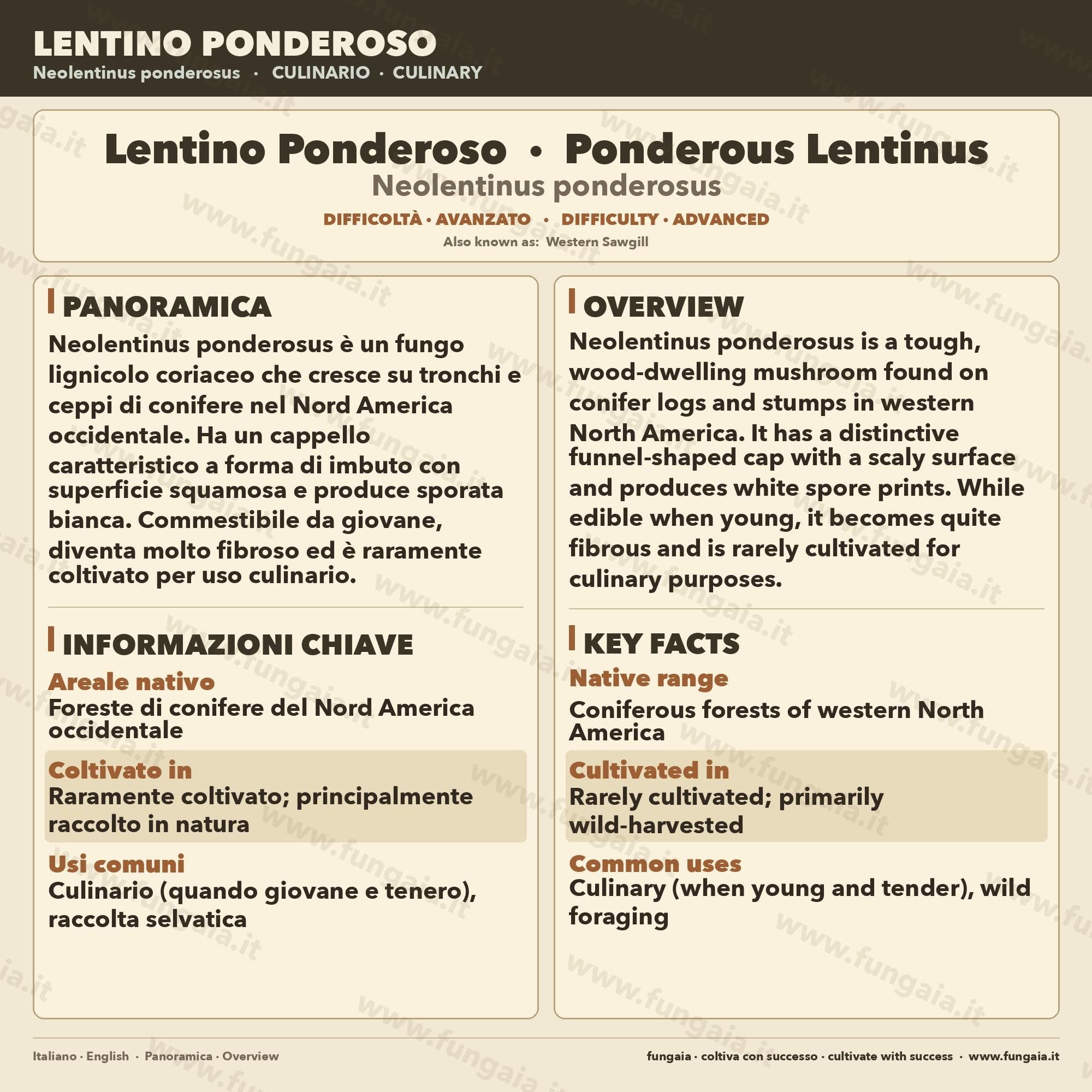Neolentinus ponderosus Coltura Liquida Micelio Fungo Raro Gourmet