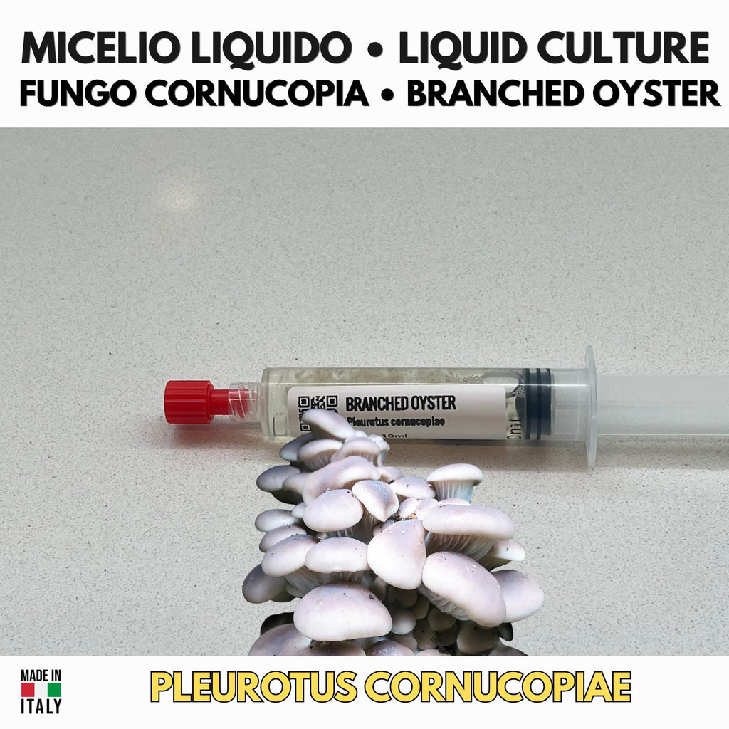 Pleurotus cornucopiae Coltura Liquida • Fungo Cornucopia Gourmet