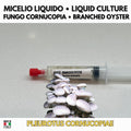 Pleurotus cornucopiae Coltura Liquida • Fungo Cornucopia Gourmet