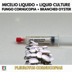 Pleurotus cornucopiae Coltura Liquida • Fungo Cornucopia Gourmet