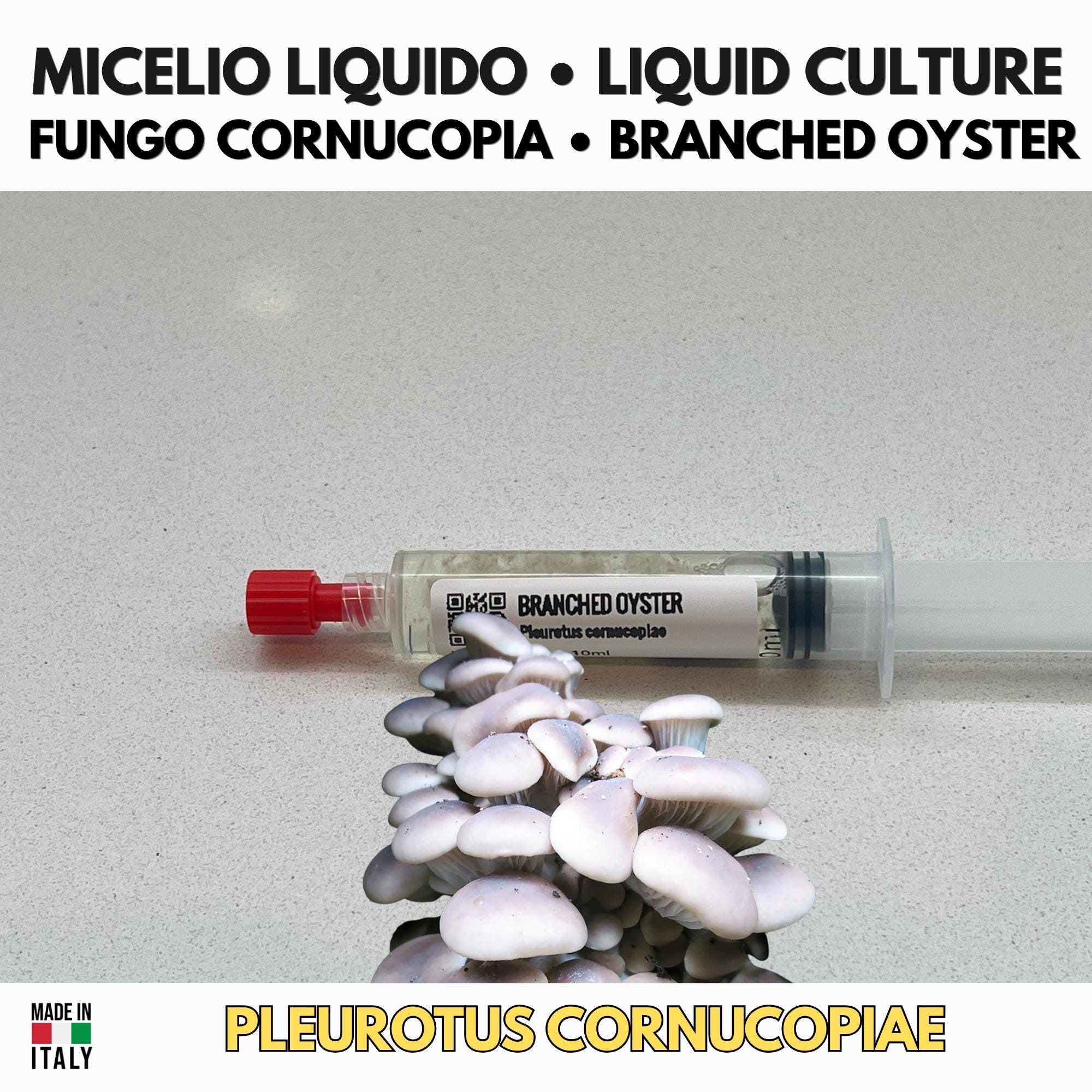 Pleurotus cornucopiae Coltura Liquida • Fungo Cornucopia Gourmet