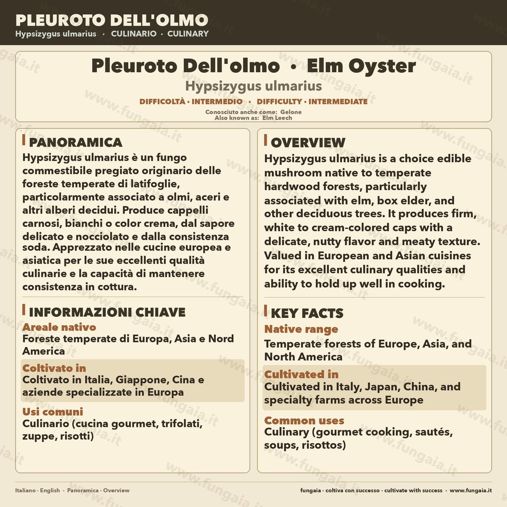 Hypsizygus ulmarius Coltura Liquida Shimeji dell'Olmo 10ml