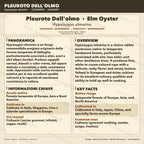 Hypsizygus ulmarius Coltura Liquida Shimeji dell'Olmo 10ml