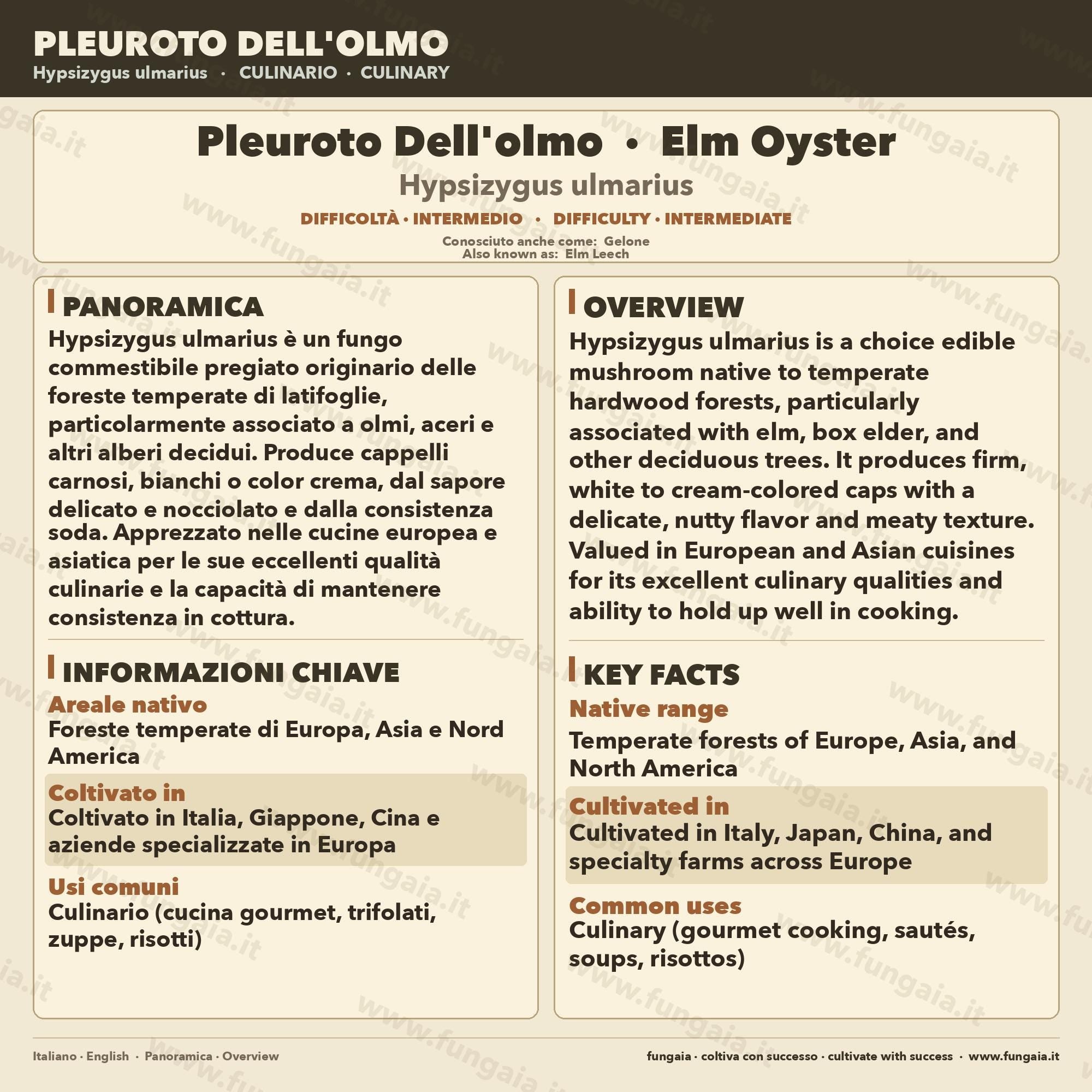 Hypsizygus ulmarius Coltura Liquida Shimeji dell'Olmo 10ml