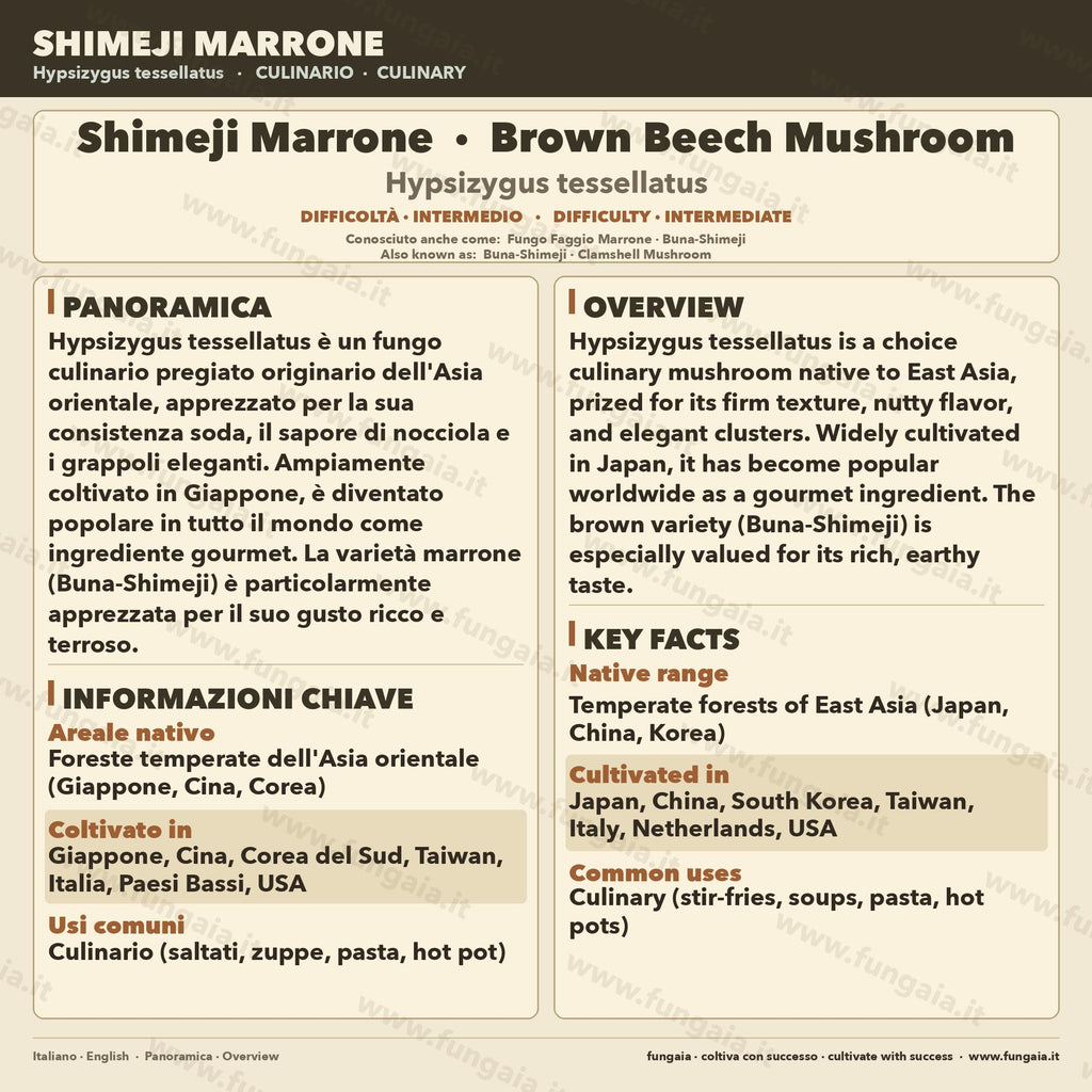 Coltura Liquida Shimeji Marrone Hypsizygus tessellatus Gourmet